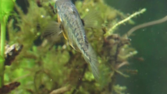 Dreistachliger Stichling  (Gasterosteus aculeatus)
