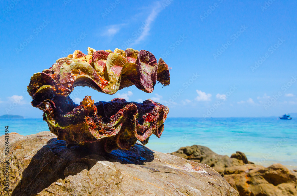 Wall mural Tridacna oceano isole tropicali