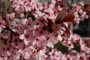 Close up on Japanese plum tree branch with tender pink flowers