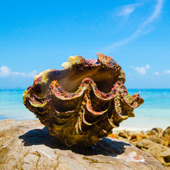 tridacna snorkeling isole tropicali