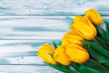 Tulips on blue wood background.Image of spring flower.
