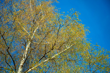 Green leaves on birch branches. Blossoming tree branches in sunny weather day in park. Colorful background of birch tree leaves close-up. Blooming of leaves on the branches of trees in the spring.