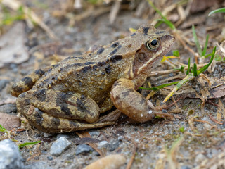 Common Toad - Bufo bufo
