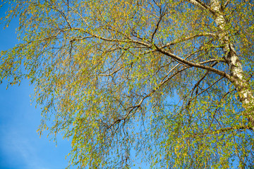 Green leaves on birch branches. Blossoming tree branches in sunny weather day in park. Colorful background of birch tree leaves close-up. Blooming of leaves on the branches of trees in the spring.