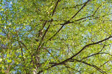 Fresh green birch tree leaves