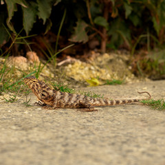 a large lizard on the road.