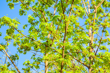 Spring bloom of flowers and budding Canadian maple against the blue sky. Branches with young leaves of the Canadian maple tree. The blooming of leaves on the branches of trees in the spring.