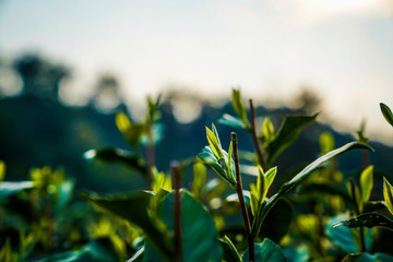 Fototapeta premium tea mountain