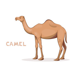 Vector illustration, a cartoon camel, isolated on a white background. Animal alphabet.