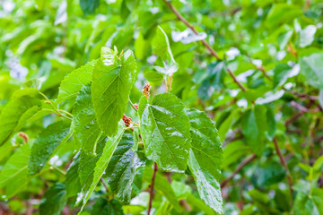 Green leaves of a tree with water drops after rain, macro photo, natural background.
