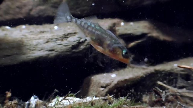 Dreistachliger Stichling  (Gasterosteus aculeatus)