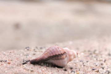 shell in sand