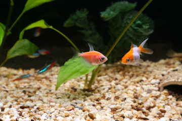 Obraz premium Beautiful fishes in aquarium
