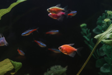 Beautiful fish in aquarium