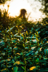 Naklejka premium tea mountain