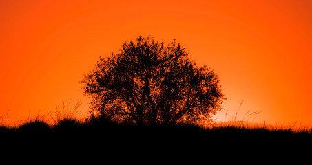 silueta