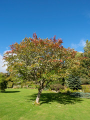 Rowan Tree - Sorbus aucuparia