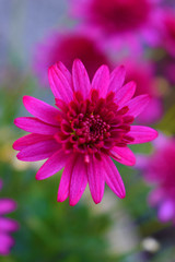 Fototapeta premium flower