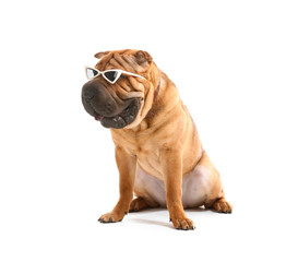 Cute funny dog with sunglasses on white background