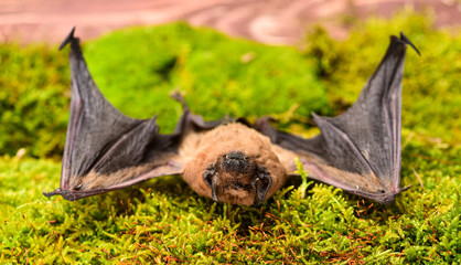 Bat emit ultrasonic sound to produce echo. Bat detector. Dummy of wild bat on grass. Ugly bat. Wild...