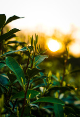 Obraz premium tea mountain