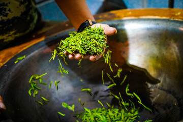 Method of Making West Lake Longjing Tea