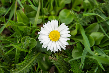 Daisy Flower in Bloom in Winter