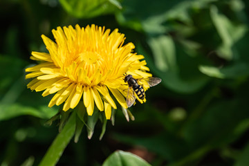 Hoverfly on Dandelion Flower in Springtime