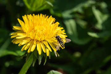 Hoverfly on Dandelion Flower in Springtime