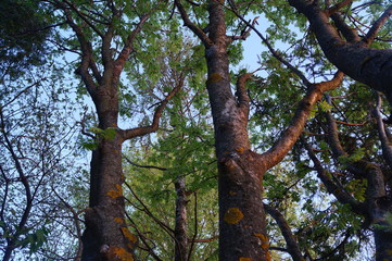 Obraz premium trees in the forest