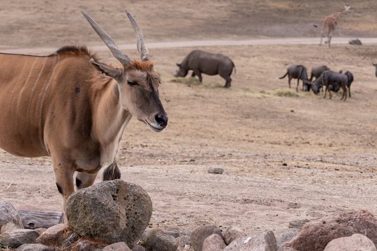 ELAND ANTILOP