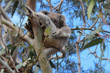 Koala 