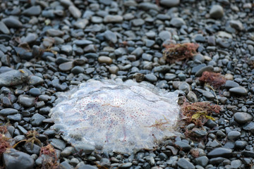 Qualle angespült am Strand