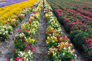 seasonal flowers landscae and  farming