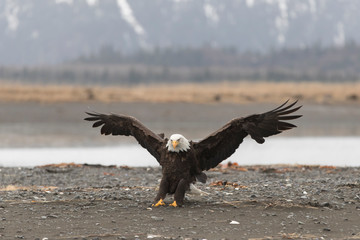 Adult North America Bald Eagle in Kachemak Bay, Alaska