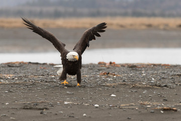 Adult North America Bald Eagle in Kachemak Bay, Alaska