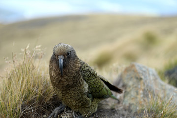 Wilder Kea Papagei in den Bergen in Neuseeland