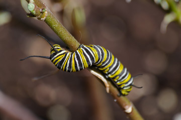 Monarch caterpillar (Danaus plexippus), in a brown branch