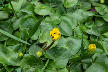 Lesser Celandine Flower in Bloom in Winter