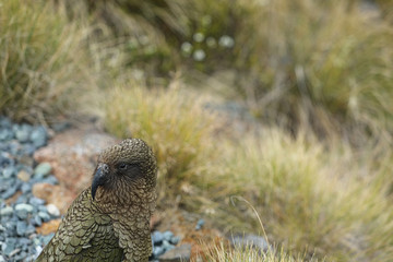Wilder Kea Papagei in den Bergen in Neuseeland