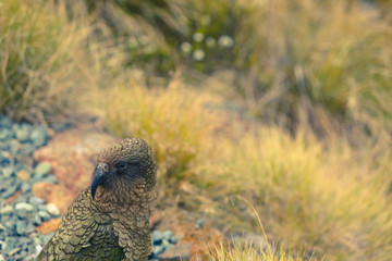 Wilder Kea Papagei in den Bergen in Neuseeland