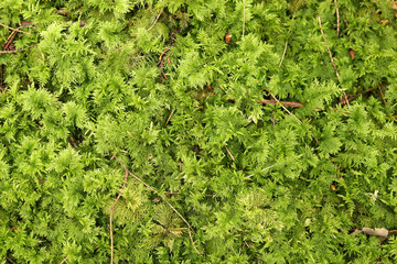 Green Moss Natural Background Texture