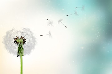 Dandelion with blowing petals isolated on white