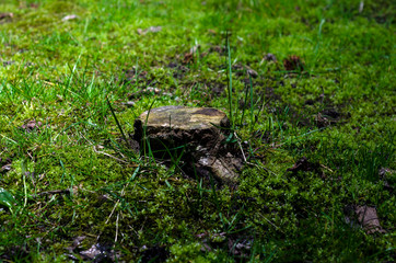 stump in the forest. Night. Magic