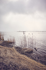 Wild river bank against the sun, color toning applied.