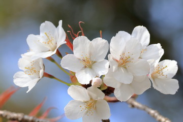 Obraz premium 桜の開花（高知公園）