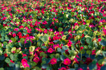 seasonal flowers landscae and  farming