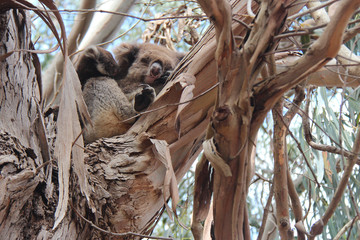 Koala  © frdric
