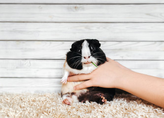 The guinea pig is on display by the host. Portrait of a pet looking like a cowboy on a wooden background. Boss is played with mumps, holding it. Fun photo. Copy space, poster, advertisement.