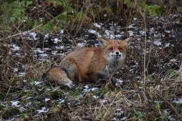red fox in forest - 257650521